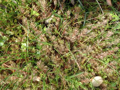 Myriophyllum triphyllum, photographed by Peter de Lange