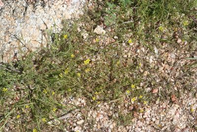 Tropidocarpum gracile, photographed by runcator