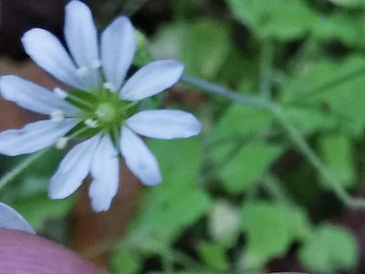 Stellaria cuspidata, photographed by Adriana Nelly Correa Sandoval
