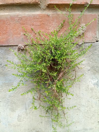 Trichogalium corymbosum, photographed by Alfredo F. Fuentes Claros