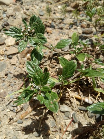 Heliotropium microstachyum, photographed by Alfredo F. Fuentes Claros