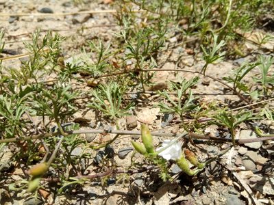 Convolvulus laciniatus, photographed by Alfredo F. Fuentes Claros