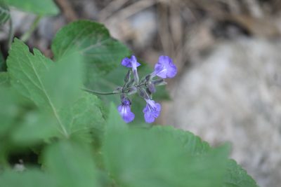 Salvia urolepis, photographed by Francisco Martínez González