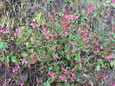 Lopezia racemosa, photographed by Fredy