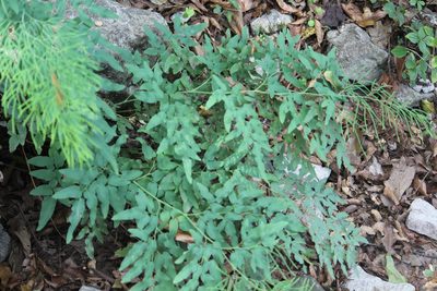Llavea cordifolia, photographed by Francisco Martínez González