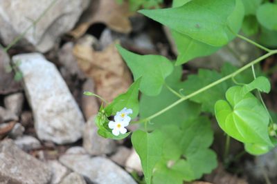 Mimophytum cardiophyllum, photographed by Francisco Martínez González
