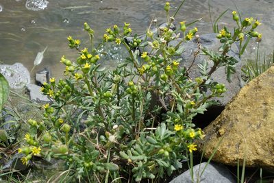 Senecio carnosulus, photographed by John Barkla