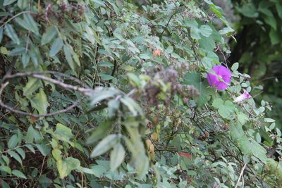 Ipomoea orizabensis, photographed by Francisco Martínez González
