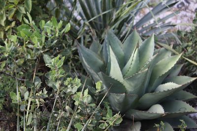 Agave ovatifolia, photographed by Francisco Martínez González