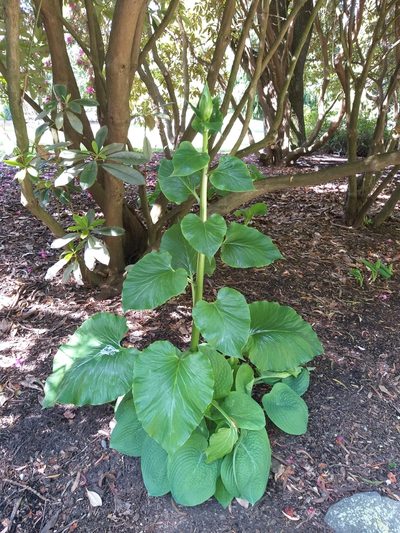 Cardiocrinum giganteum, photographed by georgiasteel