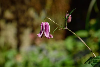 Clematis lasiandra, photographed by 國立臺灣博物館