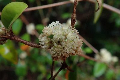 Croton pseudopulchellus, photographed by Andrew Deacon