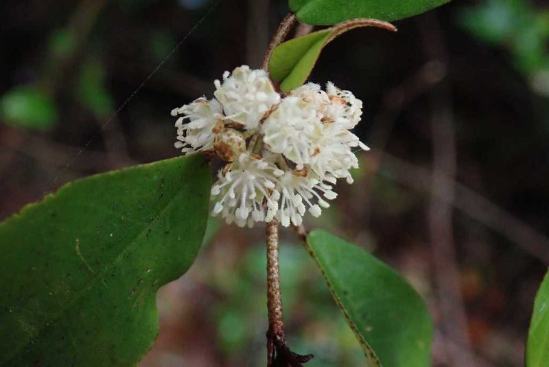 Croton pseudopulchellus, photographed by Andrew Deacon