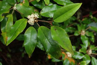 Croton pseudopulchellus, photographed by Andrew Deacon