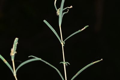 Lepidagathis trinervis, photographed by S.MORE