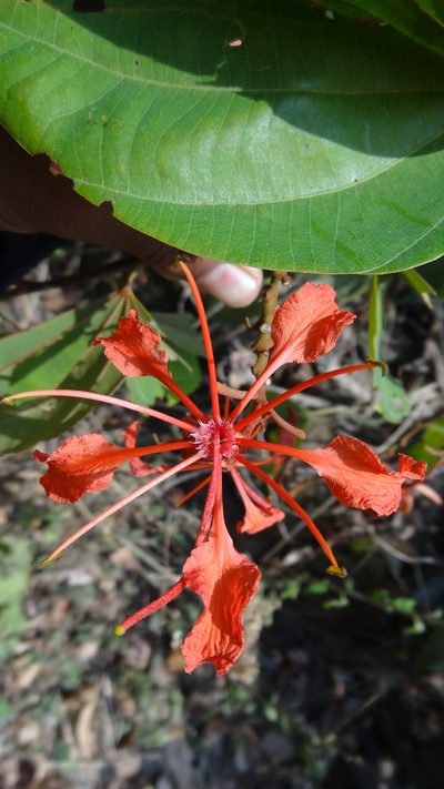 Bauhinia phoenicea, photographed by Siddarth Machado
