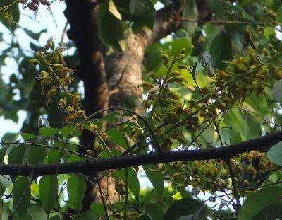 Mezoneuron cucullatum, photographed by Siddarth Machado