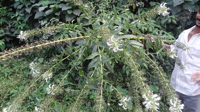 Lobelia nicotianifolia, photographed by Siddarth Machado