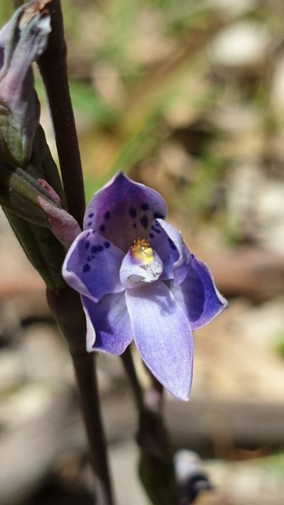 Thelymitra juncifolia, photographed by Andrew Thornhill