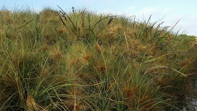 Spinifex longifolius, photographed by Helium Luo