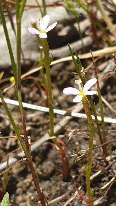Stylidium despectum, photographed by Andrew Thornhill