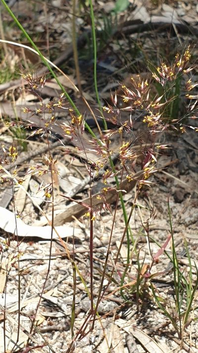 Pentameris airoides, photographed by Andrew Thornhill