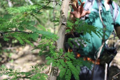 Vachellia collinsii, photographed by Étienne Lacroix-Carignan