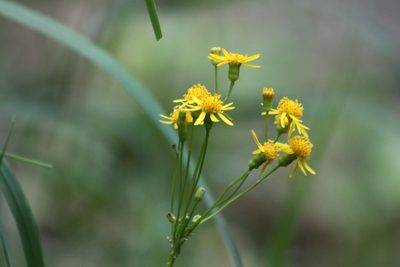 Packera schweinitziana, photographed by Étienne Lacroix-Carignan