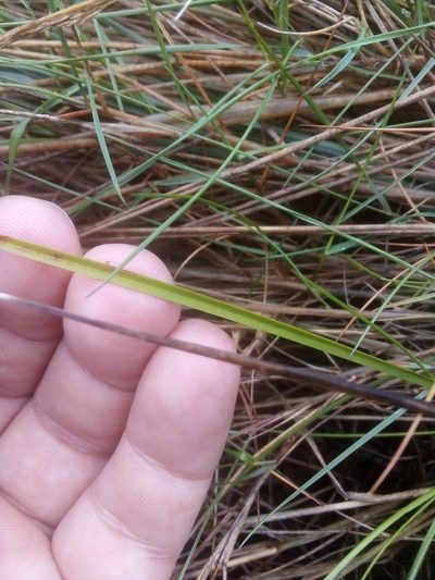 Carex trinervis, photographed by Ivo Rosa