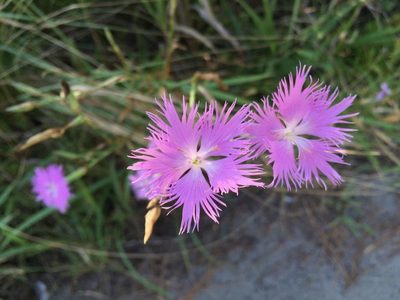 Dianthus longicalyx, photographed by Yoshimasa Uchiyama