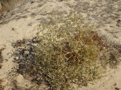 Seseli tortuosum, photographed by Duarte Frade