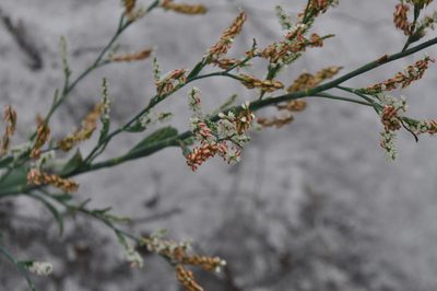 Polygonella gracilis, photographed by Rusty