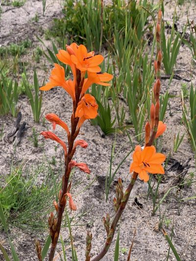 Watsonia zeyheri, photographed by Dave Richardson