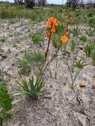 Watsonia zeyheri, photographed by Dave Richardson