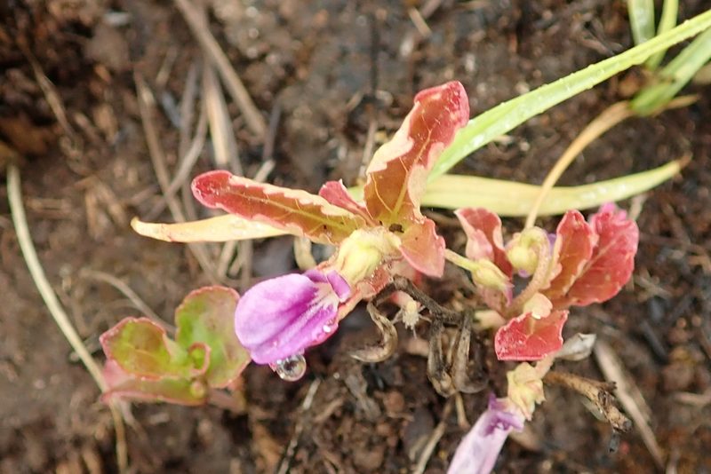 Hybanthus capensis, photographed by Peter Warren