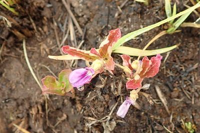 Hybanthus capensis, photographed by Peter Warren