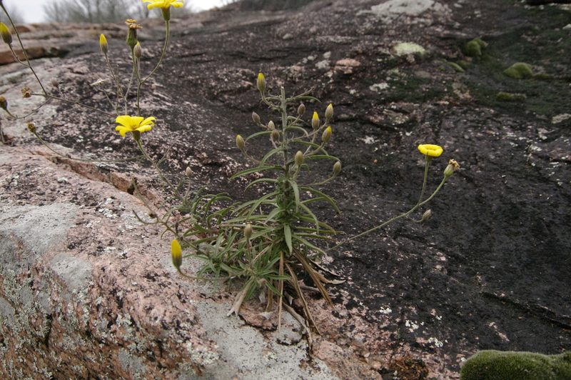 Croptilon hookerianum, photographed by Eric Knight
