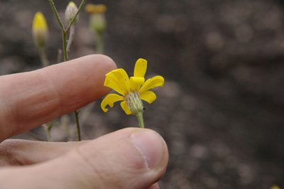 Croptilon hookerianum, photographed by Eric Knight