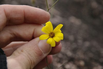 Croptilon hookerianum, photographed by Eric Knight