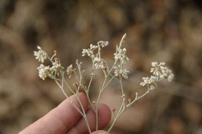 Eriogonum annuum, photographed by Eric Knight