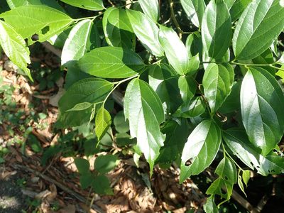 Celtis tetrandra, photographed by Cheng-Tao Lin