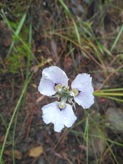 Moraea caeca, photographed by Brian du Preez