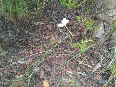 Moraea caeca, photographed by Brian du Preez