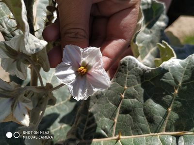 Solanum marginatum, photographed by Andrés Ramírez-Barrera