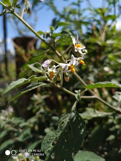 Solanum interandinum, photographed by Andrés Ramírez-Barrera