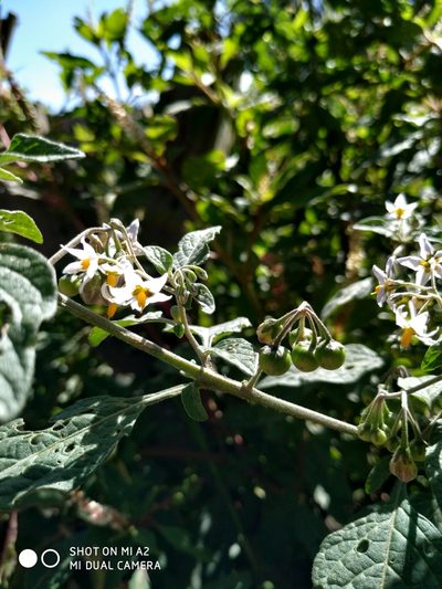 Solanum interandinum, photographed by Andrés Ramírez-Barrera