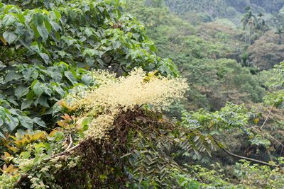 Aralia decaisneana, photographed by Cheng-Tao Lin