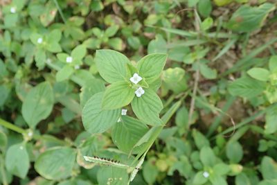 Spermacoce latifolia, photographed by Cheng-Tao Lin