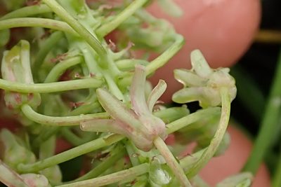 Ledebouria cooperi, photographed by Peter Warren