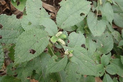 Boehmeria pilosiuscula, photographed by Cheng-Tao Lin